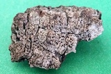 Lecanactis salicina image
