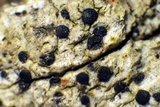 Lecanactis salicina image