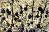 Lecanactis salicina image