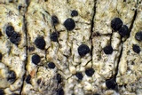 Lecanactis salicina image