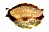 Lecanactis salicina image