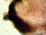 Lecanactis salicina image
