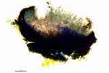 Lecanactis salicina image
