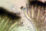 Lecanactis salicina image