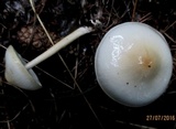 Limacella illinita image