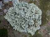 Xanthoparmelia coloradoensis image