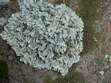 Xanthoparmelia coloradoensis image