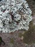 Xanthoparmelia coloradoensis image