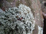 Xanthoparmelia coloradoensis image