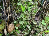 Cladonia pyxidata image