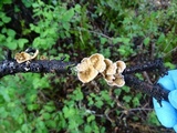 Stereum ochraceoflavum image