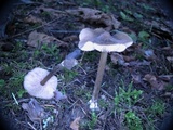 Leptonia occidentalis image