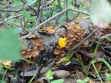 Naematelia aurantia image