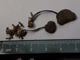 Leptonia occidentalis image