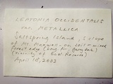 Leptonia occidentalis image