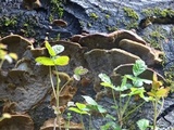 Phellinus gilvus image