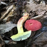 Boletus roodyi image