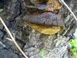 Fomitiporia fissurata image