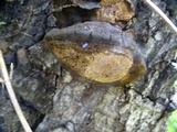 Fomitiporia fissurata image