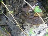 Fomitiporia fissurata image