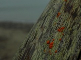 Dacrymyces stillatus image