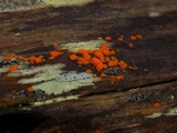 Dacrymyces stillatus image