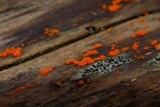 Dacrymyces stillatus image