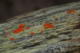 Dacrymyces stillatus image