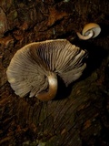 Hypholoma capnoides image