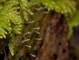 Multiclavula mucida image