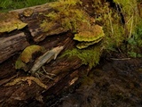 Multiclavula mucida image