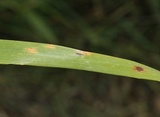 Puccinia coronata image
