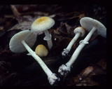 Amanita multisquamosa image