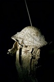 Battarrea phalloides image