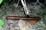 Battarrea phalloides image