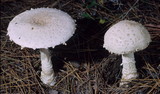 Amanita chrysoblema image