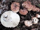 Russula foetens image