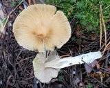 Inocybe rimosa image