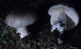 Amanita spreta image