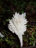 Hydnopolyporus fimbriatus image