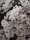 Hydnopolyporus fimbriatus image