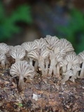 Gerronema bryogeton image