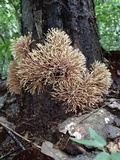 Lachnocladium denudatum image