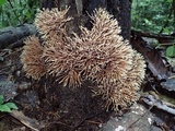 Lachnocladium denudatum image