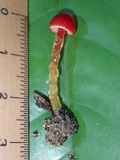 Hygrocybe hypohaemacta image