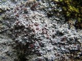 Trapelia glebulosa image