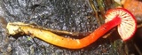 Hygrocybe hypohaemacta image