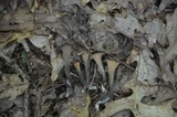 Craterellus fallax image