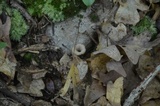 Craterellus fallax image