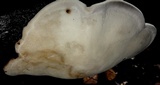 Ganoderma fornicatum image